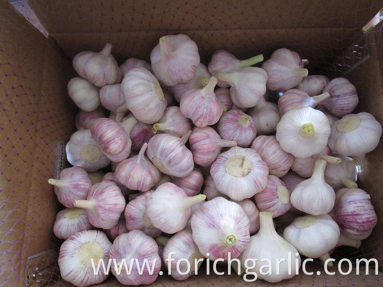 Normal White Garlic